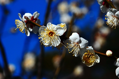 1139_大倉山公園_神奈川県