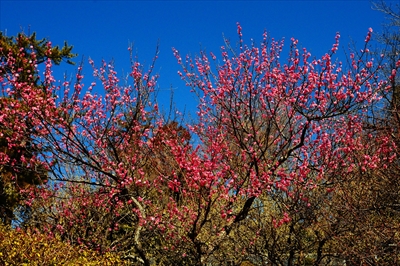 1140_大倉山公園_神奈川県