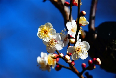 1141_大倉山公園_神奈川県