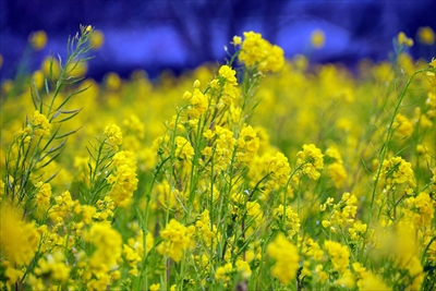 1028_元気な百姓達の菜の花畑（南伊豆_静岡県