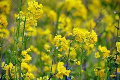 1029_元気な百姓達の菜の花畑（南伊豆_静岡県