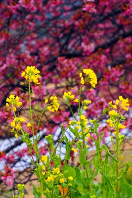 1038_青野川（南伊豆町）_静岡県