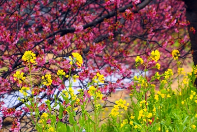 1039_青野川（南伊豆町）_静岡県