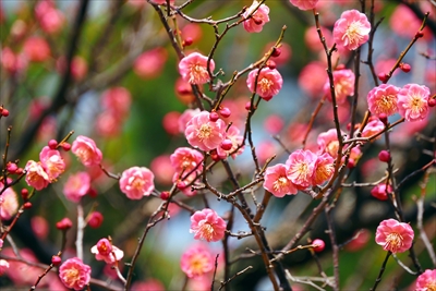 1144_大倉山公園_神奈川県