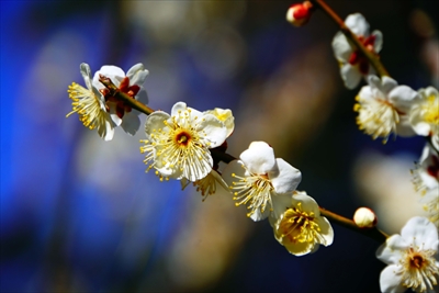 1146_大倉山公園_神奈川県