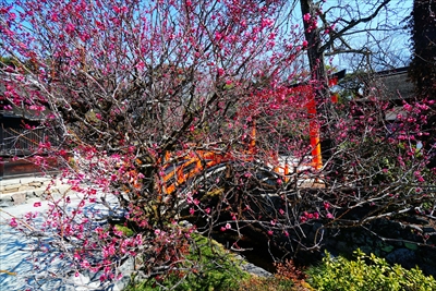 1015_洛北 賀茂御祖神社（下鴨神社）_京都府