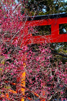 1016_洛北 賀茂御祖神社（下鴨神社）_京都府