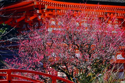 1018_洛北 賀茂御祖神社（下鴨神社）_京都府