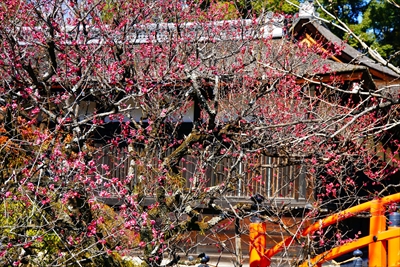 1021_洛北 賀茂御祖神社（下鴨神社）_京都府