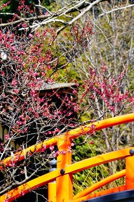 1022_洛北 賀茂御祖神社（下鴨神社）_京都府