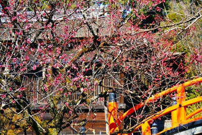 1023_洛北 賀茂御祖神社（下鴨神社）_京都府