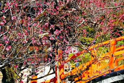 1024_洛北 賀茂御祖神社（下鴨神社）_京都府