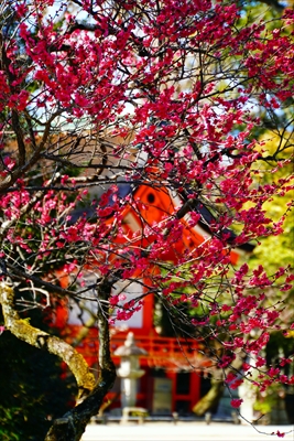 1108_洛中 北野天満宮_京都府