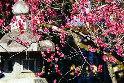 1109_洛中 北野天満宮_京都府