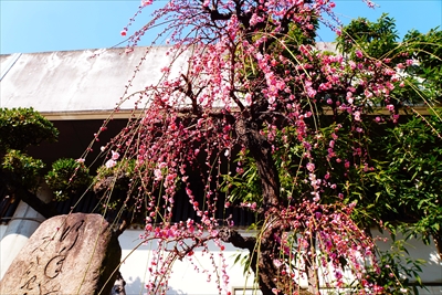 1043_大阪天満宮_大阪府