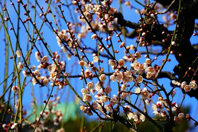 1001_大阪城公園_大阪府