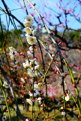 1003_大阪城公園_大阪府