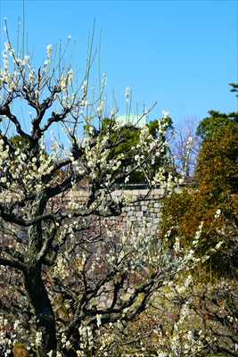 1004_大阪城公園_大阪府