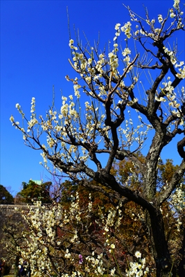 1005_大阪城公園_大阪府