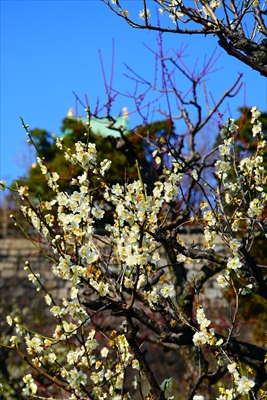 1006_大阪城公園_大阪府