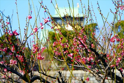 1007_大阪城公園_大阪府