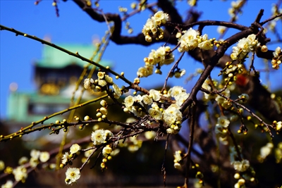 1008_大阪城公園_大阪府