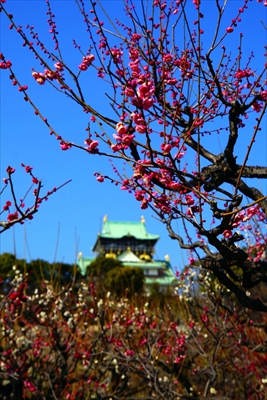 1012_大阪城公園_大阪府