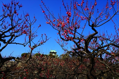 1013_大阪城公園_大阪府