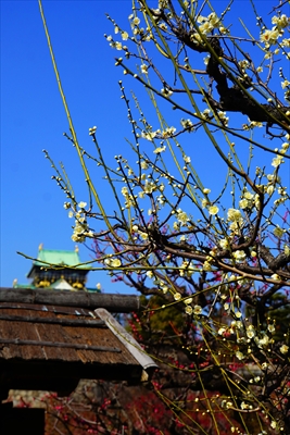 1014_大阪城公園_大阪府