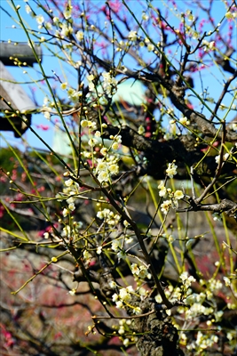 1016_大阪城公園_大阪府