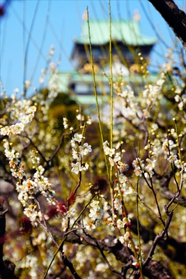 1019_大阪城公園_大阪府