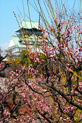 1028_大阪城公園_大阪府