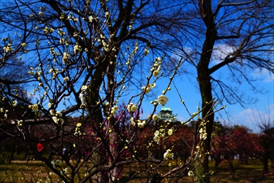 1029_大阪城公園_大阪府