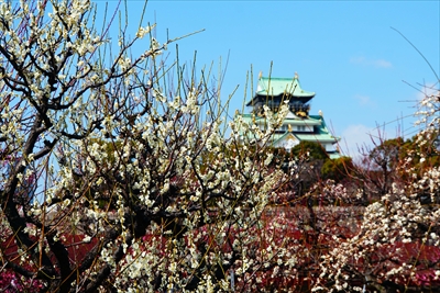 1033_大阪城公園_大阪府