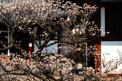 1048_道明寺天満宮）_大阪府