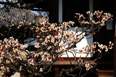 1049_道明寺天満宮）_大阪府