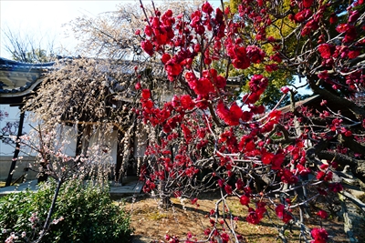 1057_道明寺天満宮）_大阪府