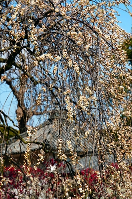 1059_道明寺天満宮）_大阪府