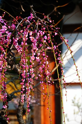 1074_道明寺天満宮）_大阪府