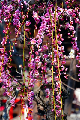 1075_道明寺天満宮）_大阪府