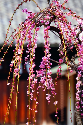 1076_道明寺天満宮）_大阪府