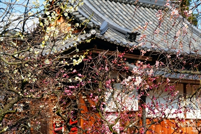 1077_道明寺天満宮）_大阪府