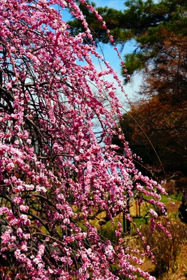 1147_大倉山公園_神奈川県