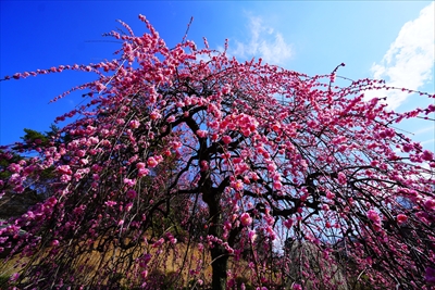 1151_大倉山公園_神奈川県