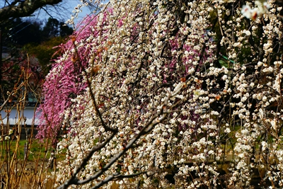 1152_大倉山公園_神奈川県