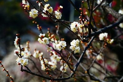 1154_大倉山公園_神奈川県