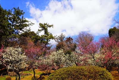 1155_大倉山公園_神奈川県