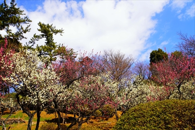 1156_大倉山公園_神奈川県