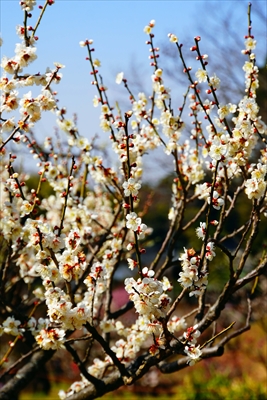 1157_大倉山公園_神奈川県