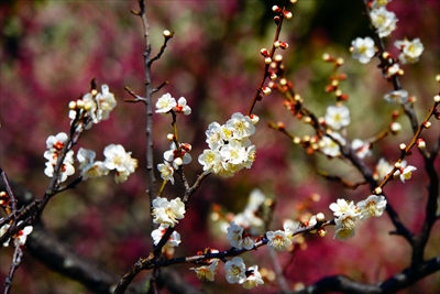 1159_大倉山公園_神奈川県